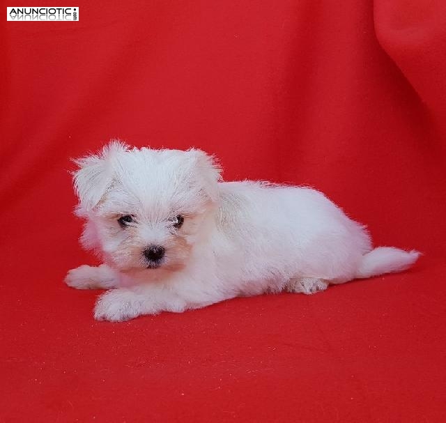 Cr&iacute;a nacional exclusiva puppy diamond