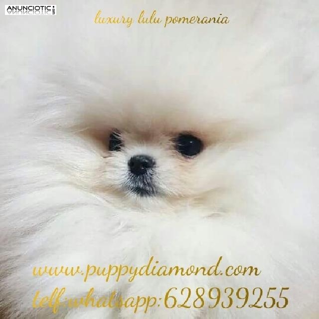Exclusive puppydiamond 628939255
