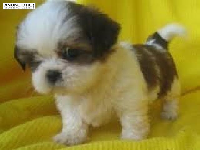  Encantadores cachorros de Shih Tzu para adopci&oacute;n