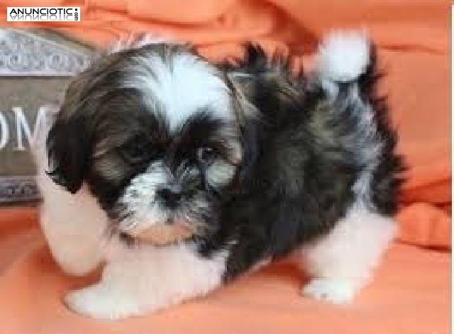  Encantadores cachorros de Shih Tzu para adopci&oacute;n