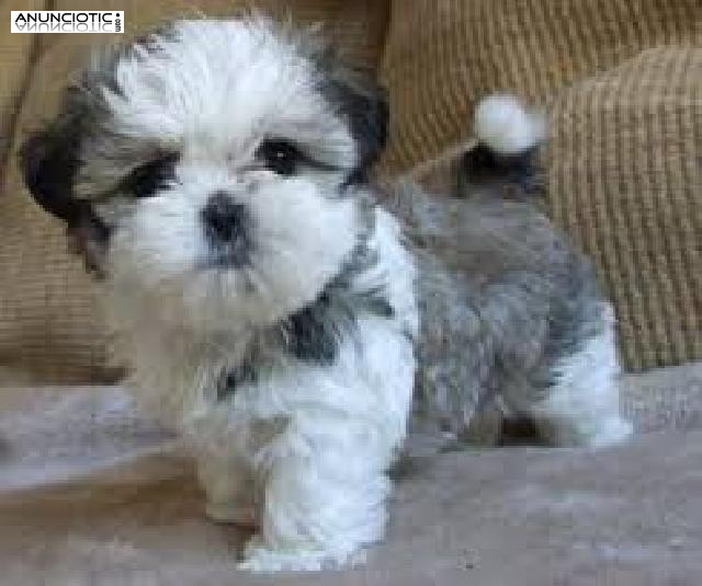  Encantadores cachorros de Shih Tzu para adopci&oacute;n