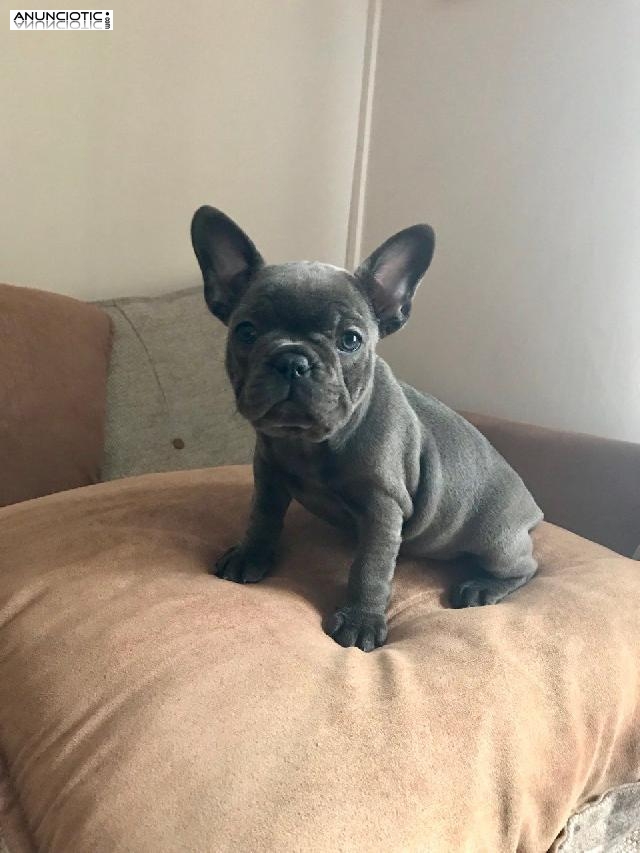 Cachorros de Bulldog Franc&eacute;s disponibles