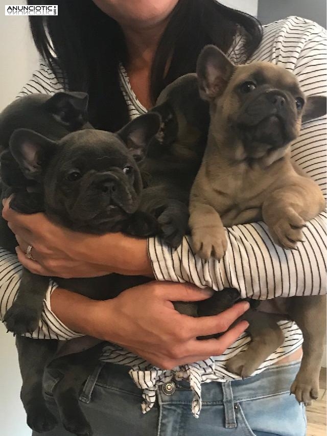 Cachorros de Bulldog Franc&eacute;s disponibles