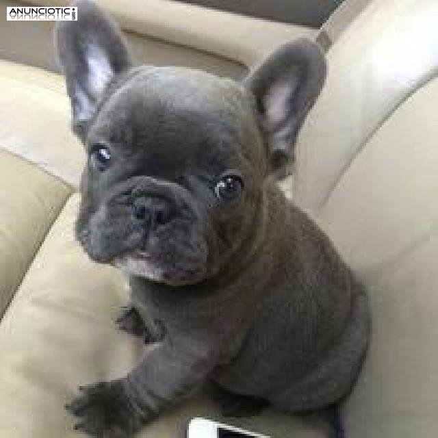 Cachorros de Bulldog Franc&eacute;s para adopci&oacute;n libre.