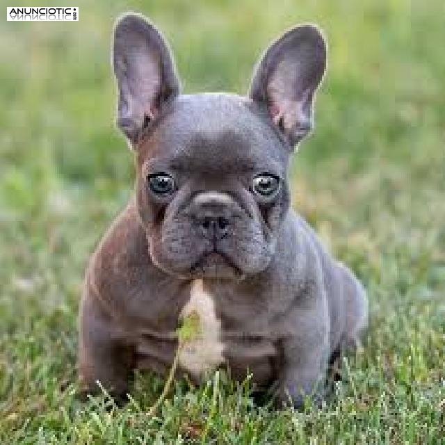 Cachorros de Bulldog Franc&eacute;s para adopci&oacute;n libre.