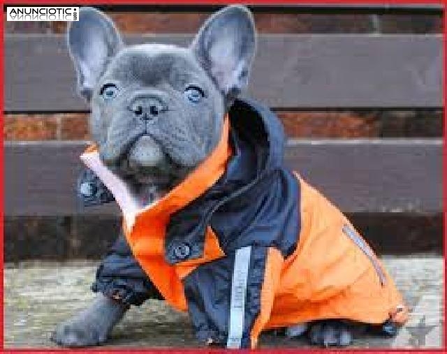 Cachorros de Bulldog Franc&eacute;s para adopci&oacute;n libre.