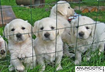 Magn&iacute;fico  y fabuloso 12 semanas  de edad cachorros Golden Retriever