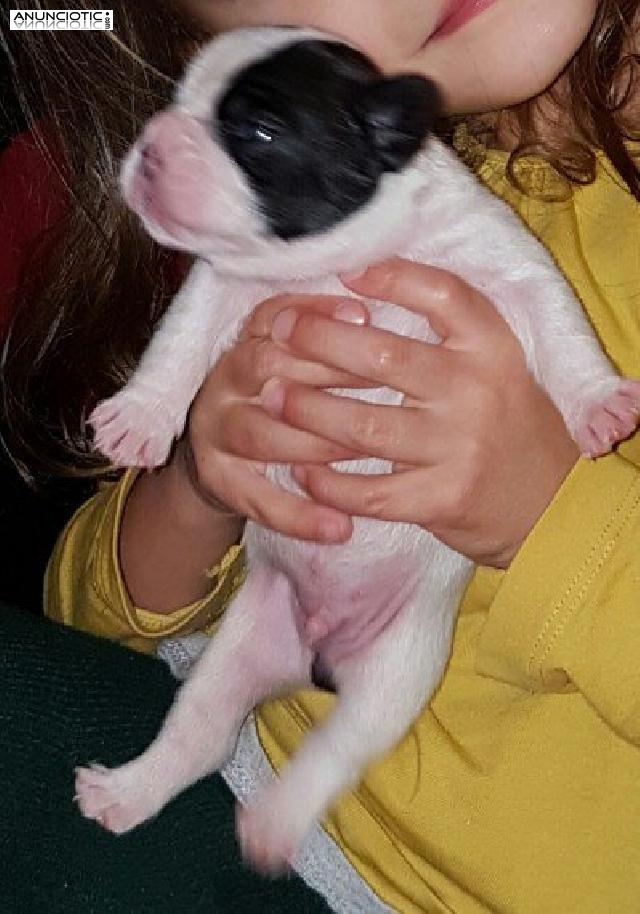 Blue Girl & Pied Boy Bulldog Franc&eacute;s Kc 11 Semanas