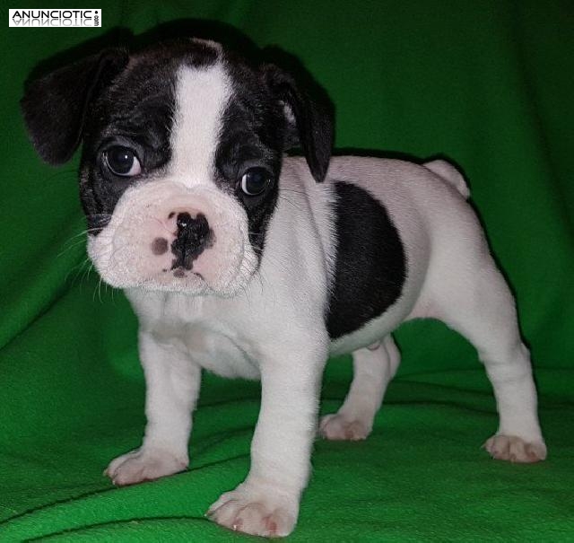 Blue Girl & Pied Boy Bulldog Franc&eacute;s Kc 11 Semanas