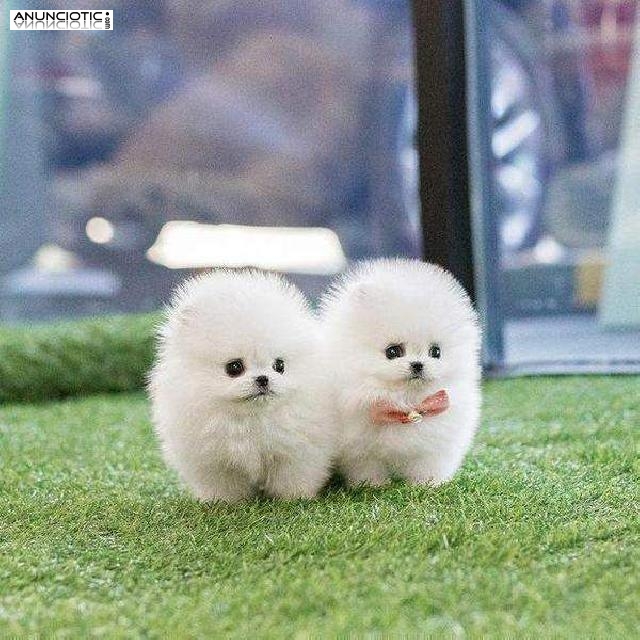 cachorros de pomperanian para adopci&oacute;n