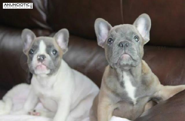 Cachorros de bulldog franc&eacute;s azul y leonado