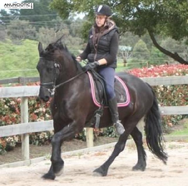 Yegua frisona de 3 a&ntilde;os en adopci&oacute;n 800�