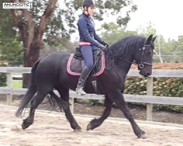 Yegua frisona de 3 a&ntilde;os en adopci&oacute;n 800�