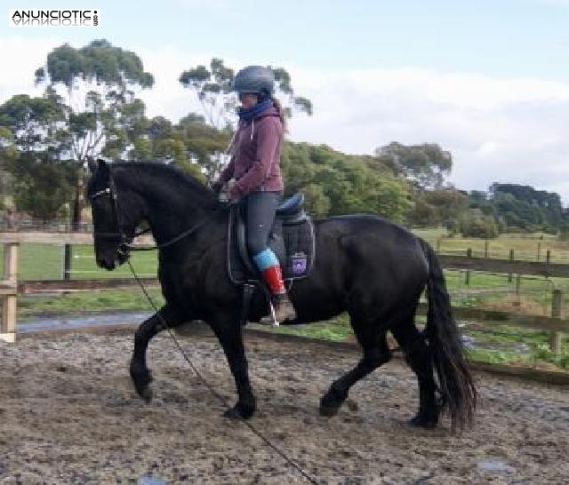 Yegua frisona de 3 a&ntilde;os en adopci&oacute;n 800�