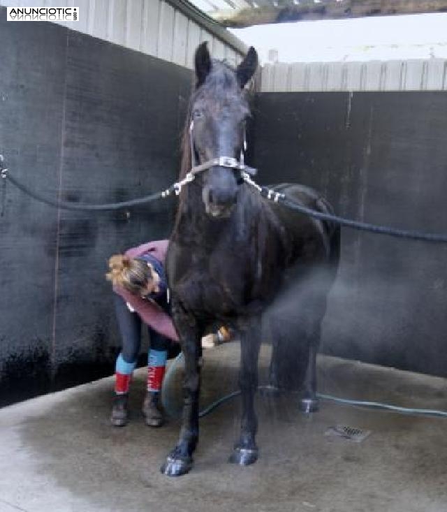 Yegua frisona de 3 a&ntilde;os en adopci&oacute;n 800�