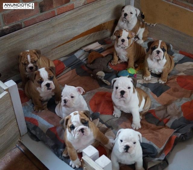 Hermosos y bien entrenados cachorros de Bulldog Ingl&eacute;s