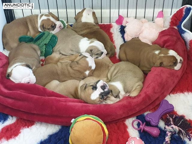 Hermosos y bien entrenados cachorros de Bulldog Ingl&eacute;s