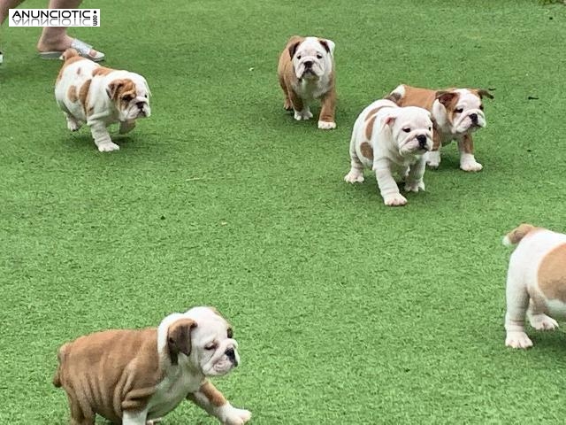 Hermosos y bien entrenados cachorros de Bulldog Ingl&eacute;s