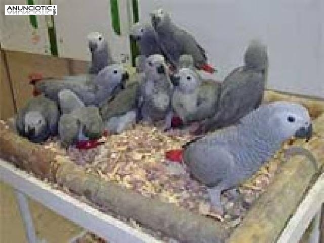    congo loro gris africano por 150 �