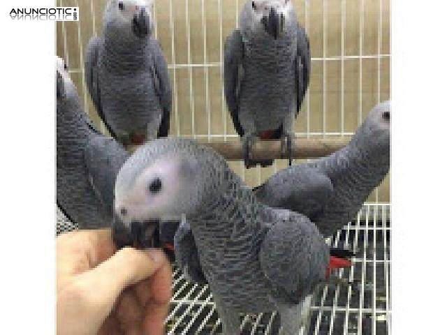    congo loro gris africano por 150 �