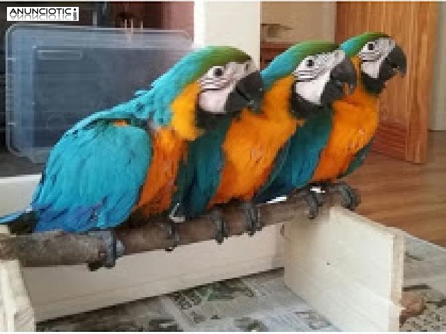    loro guacamayo escarlata por 200 �