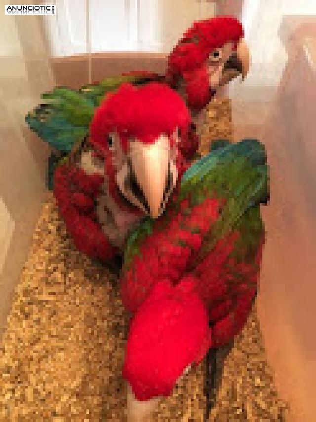    loro guacamayo escarlata por 200 �