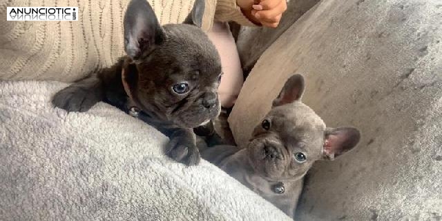 Regalo Cachorros de bulldog franc&eacute;s
