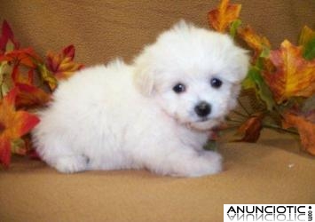 solo perrito malt&eacute;s