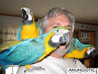 Loros beb&eacute; y huevos f&eacute;rtiles para nacer 