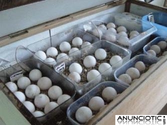 Loros beb&eacute; y huevos f&eacute;rtiles para nacer 