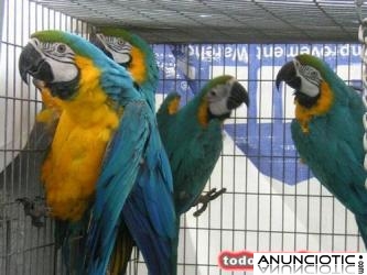 Loros beb&eacute; y huevos f&eacute;rtiles para nacer 