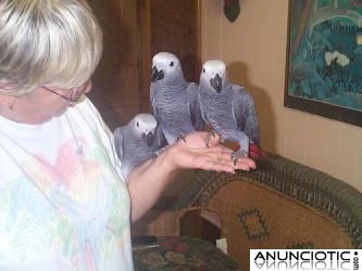 &Uacute;LTIMO LORO GRIS, YACO, DISPONIBLE!!
