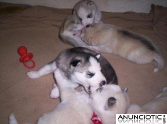 magníficos cachorros de husky siberiano