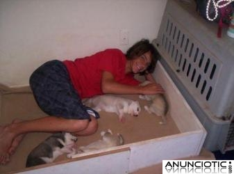 magn&iacute;ficos cachorros de husky siberiano