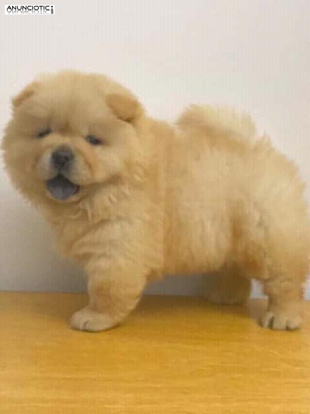 Smart and Brilliant chow chow puppy 