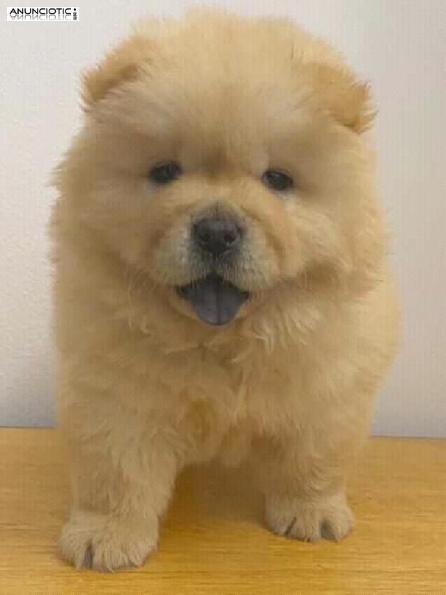 Smart and Brilliant chow chow puppy 
