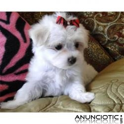  Encantador cachorro malt&eacute;s beb&eacute;