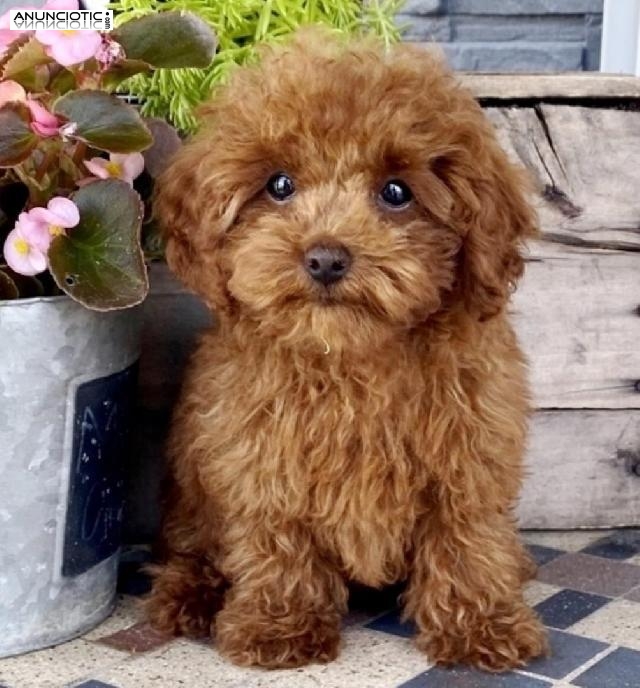 ((+34634073687)) poodle puppies for sale .