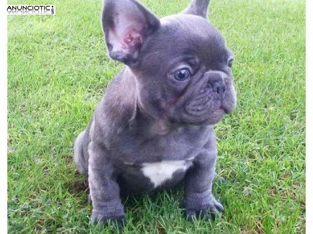 Cachorros de Bulldog Franc&eacute;s
