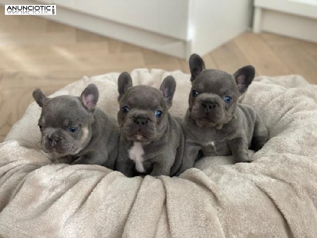 Cachorros de Bulldog Franc&eacute;s
