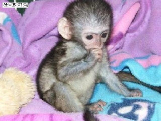 amigables monos capuchinos para la venta..