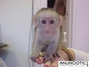 Calidad monos capuchinos para adopción