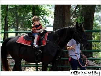 A&ntilde;os guapo viejo caballo fris&oacute;n registra