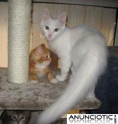 ANGORAS TURCOS CON PEDIGR&Iacute;