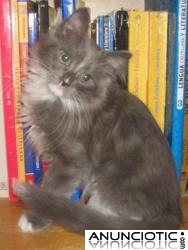 ANGORAS TURCOS CON PEDIGR&Iacute;