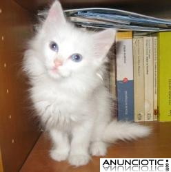 ANGORAS TURCOS CON PEDIGR&Iacute;