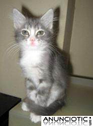 ANGORAS TURCOS CON PEDIGR&Iacute;