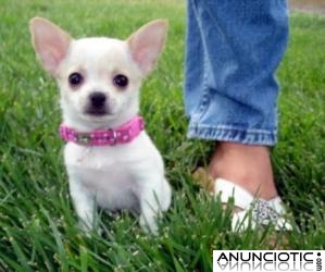 Regalo dulce chihuahua cachorros para su aprobaci&oacute;n el hogar