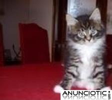 Subvenci&oacute;n de gatito MAINE COON