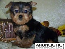 Regalo Yorkshire Terrier (yorkie) cachorros para la adopci&oacute;n